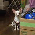 ７ヶ月オスのチワワ