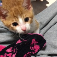 にゃんごろげ