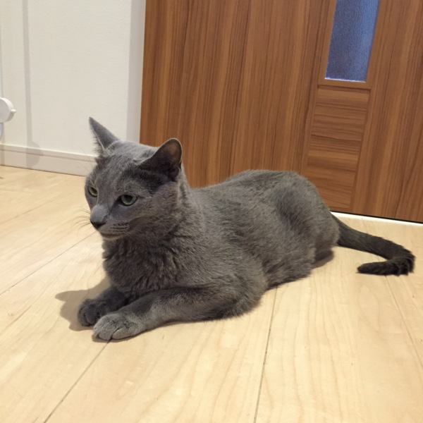 ロシアンブルー様⁂ ロシアンブルーオス」東京都 - 猫の里親募集(116703) 1枚目の画像