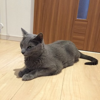 ロシアンブルーオス