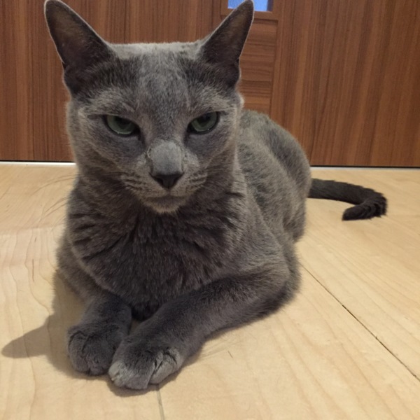 ロシアンブルーオス」東京都 - 猫の里親募集(116703) 3枚目の画像