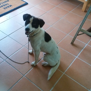 ボーダーコリーMix？人懐こい⭐去勢済