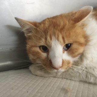 【急募】ケガで保護した茶トラオスの里親さん募集！ 