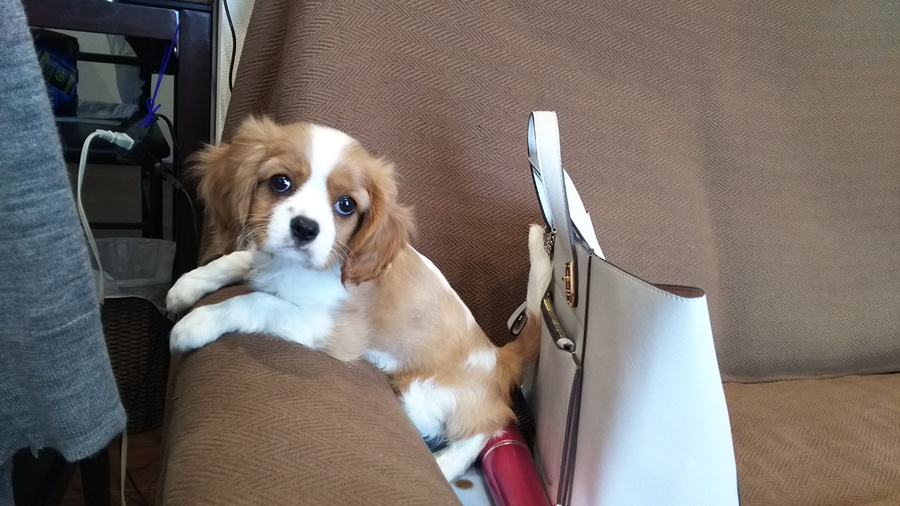 たくさん応募ありがとうございました サムネイル1