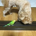 友人の代理里親募集です！