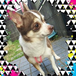 チワワのあずきちゃんは穏やかな女の子です