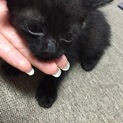 可愛い3きょうだいです