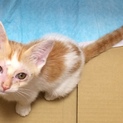 人懐こい仔猫ちゃん♀