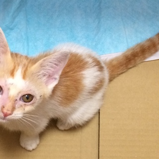 人懐こい仔猫ちゃん♀