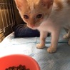 人懐こい仔猫ちゃん♀ サムネイル2