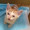 人懐こい仔猫ちゃん♀ サムネイル3
