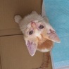 人懐こい仔猫ちゃん♀ サムネイル4