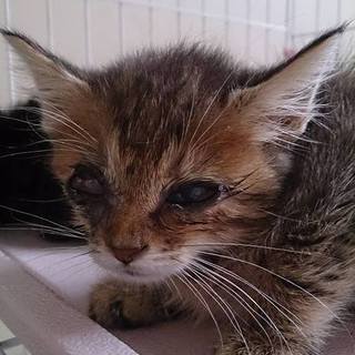 命の期限7.11(月)迄！①キジーーー!!!