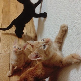 勝手ながら募集終了となりました。