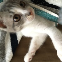 つくし