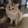こころんるん