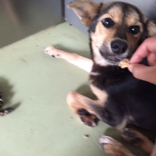 まだ1歳 小さめ大人しい女の子