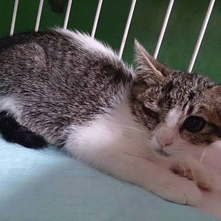 命の期限7.11(月)迄！③キジシローーー!!!