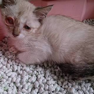 命の期限7.11(月)迄！④シャムーーー!!!