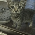 急募！とっても人懐こいトラの仔猫ちゃん