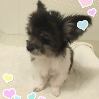 多数のご応募により、一旦終了とさせて頂きます。