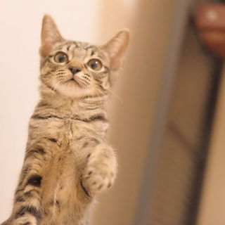 愛嬌抜群！うきちゃん♪医療済