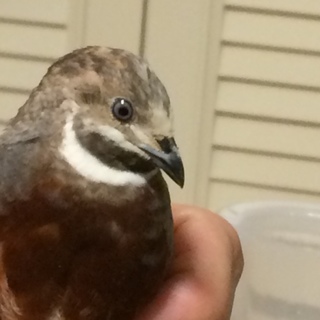 ひめうずらの里親募集