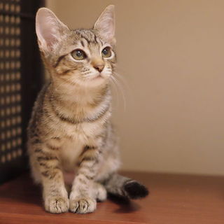 のほほんマイペース、すいちゃん♪医療済