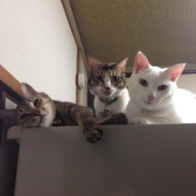 こころんるんのカバー写真