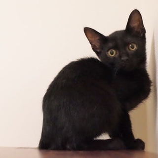 【医療済】本当は甘えん坊、かんたくん♪