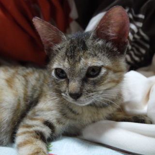 生後3か月くらいの可愛いおてんばトラ柄ちゃん