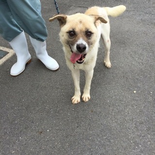 可愛い、順従な子です！