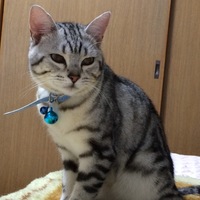 留吉