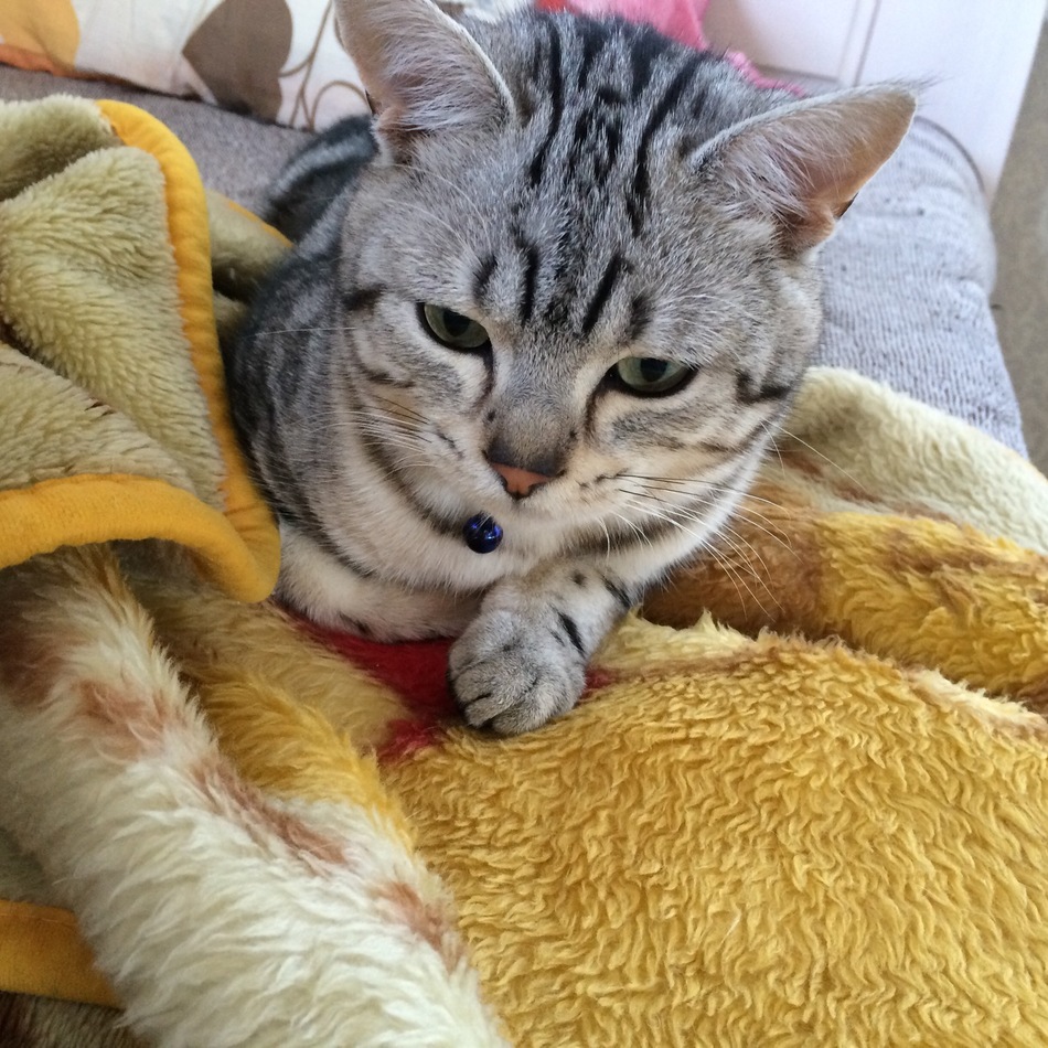 留吉のカバー写真