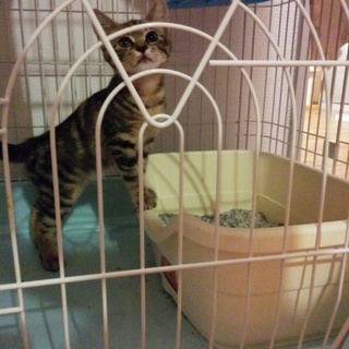 アメショ風Mixの女の子です❗