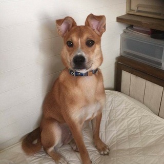 この場を持ちまして里親様決定報告をさせて頂きます