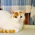 山に遺棄された、美猫の白い猫です。