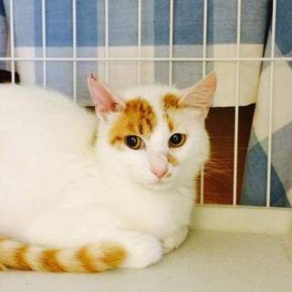 山に遺棄された、美猫の白い猫です。
