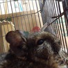 かばぶた