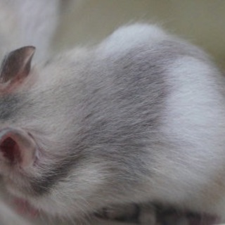 ゴールデンノーマルの女の子もらってください！