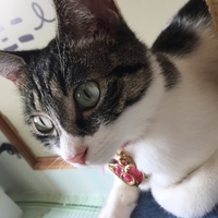 もなか