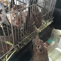 最後のデグー里親募集です！(あと1名。急げ‼︎)
