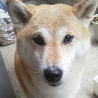 ちょっと臆病な柴犬「はなこ」です！