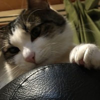 あやめ
