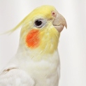 募集締め切ります。
