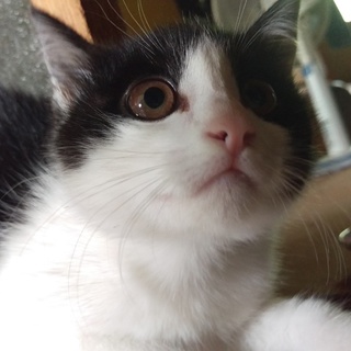 人懐こいハチワレ子猫