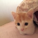 【急募】子猫ちゃんオスの里親様募集！