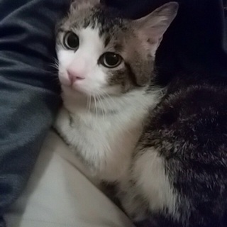 お膝大好き、ドスコです。