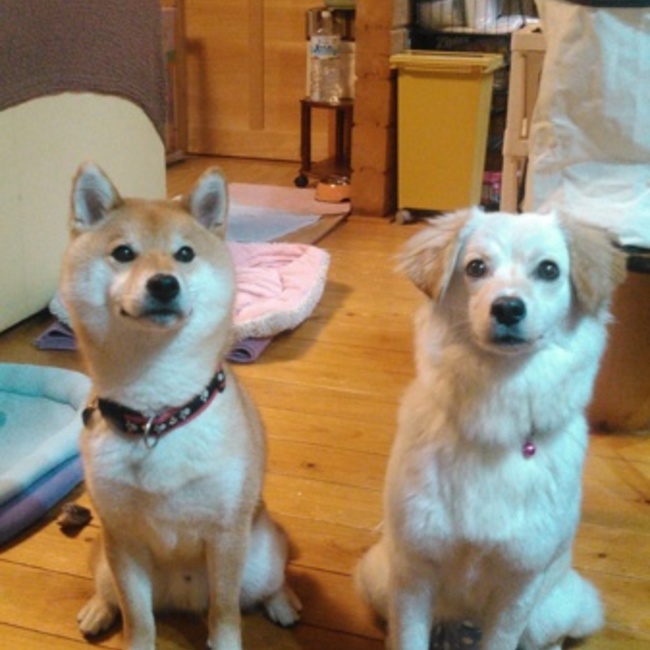 ひろちょんこのカバー写真