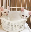 生後２ヶ月半　白い美猫姉妹♪